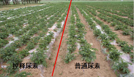 老司机视频在线观看缓释尿素在马铃薯上的对比实验.jpg