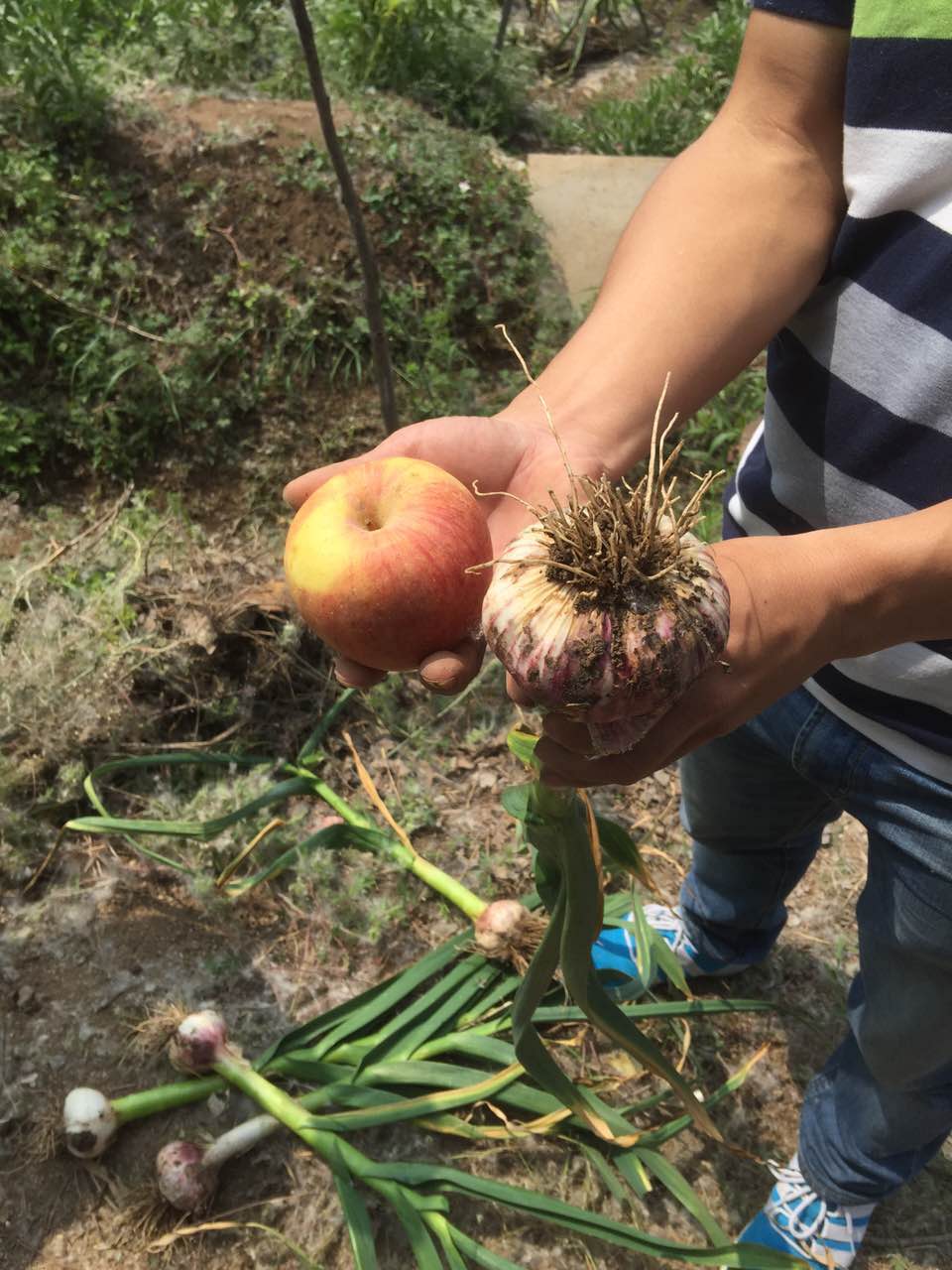 种植大蒜用什么肥好？老司机视频在线观看硫酸钾复合肥效果明显